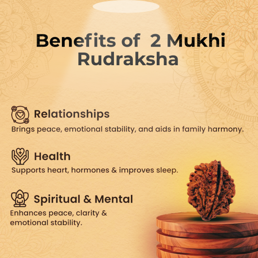 2 Mukhi Rudraksha